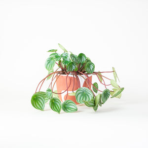 Canyon Colorblock Planter