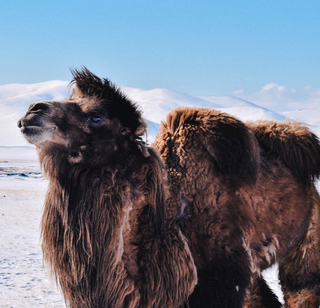 mongolian camel