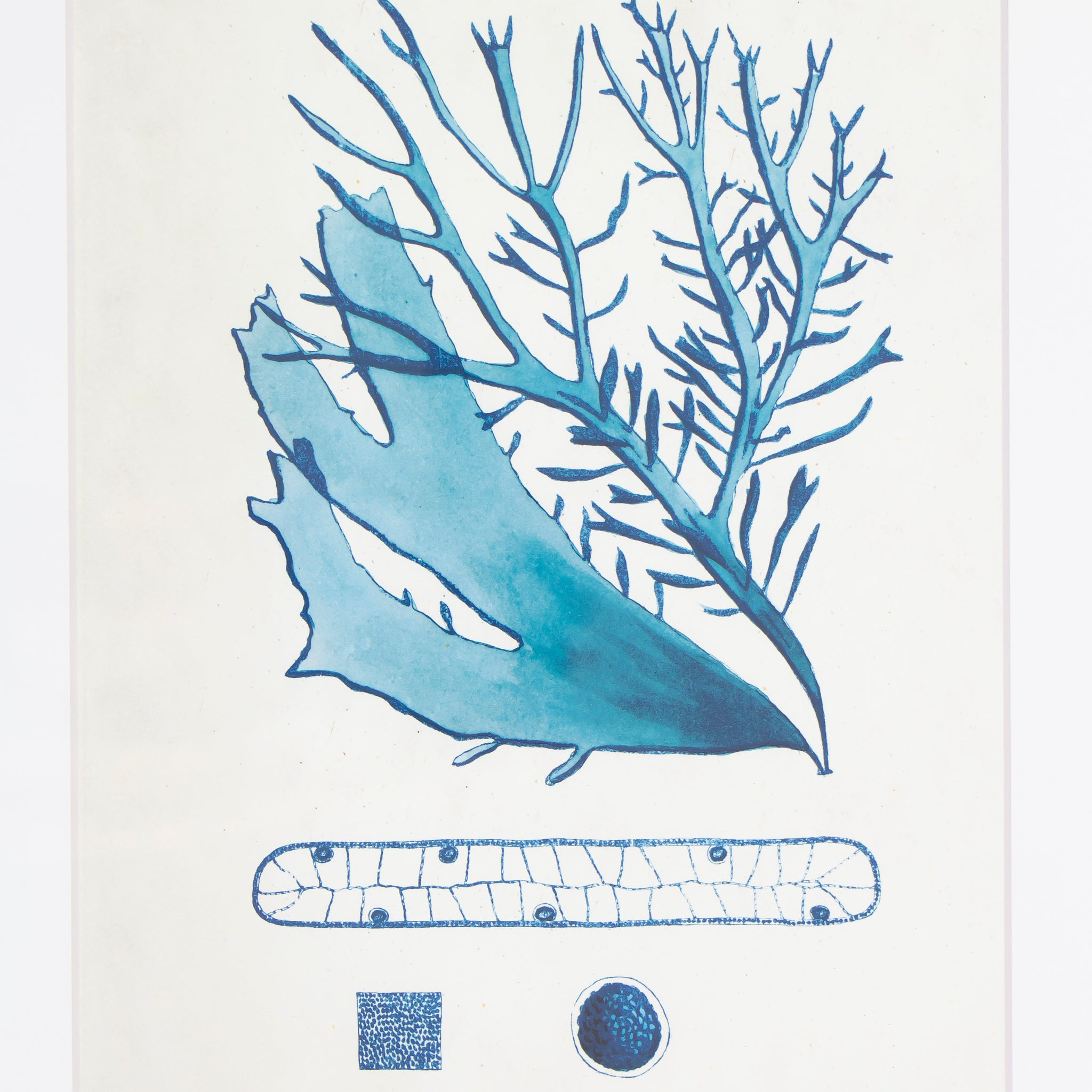 Blue Coral 1950's Lithograph