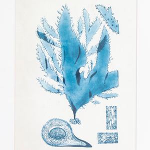 Blue Coral 1950's Lithograph